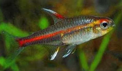 Everything about Successful Tetra Fish Breeding