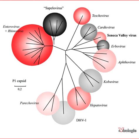 Classification of the virus family Picornaviridae . The clinically most ...