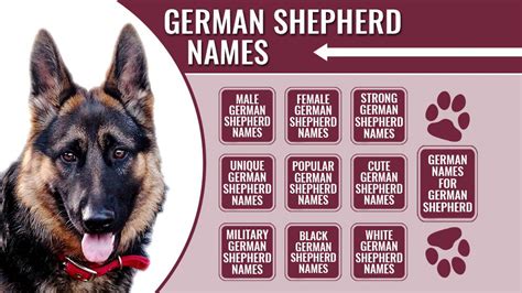 175+ Male And Female German Shepherd Names With Meanings - Petmoo