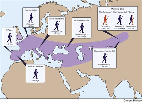 What can Neanderthal DNA teach us about current humans? - The ...