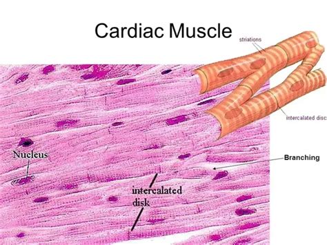 What are examples of cardiac muscles? - Quora