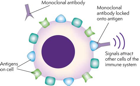 Antibody therapy - Lymphoma Australia