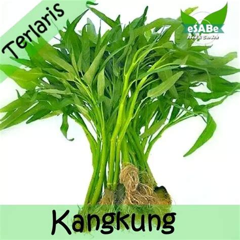 Benih Kangkung Darat Kangkung Cabut Biji Benih Sayuran Organik ...