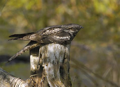 European Nightjar - The Sound Approach