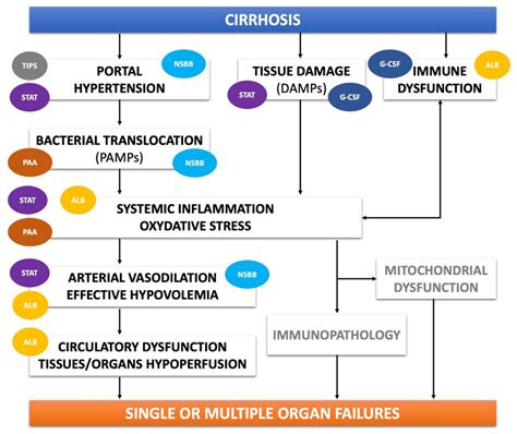 Alcoholic Liver Cirrhosis Treatment