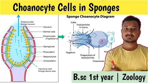 Choanocyte cells in sponges | Structure of choanocytes | Canal system ...