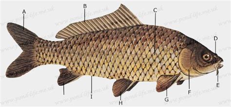 Fish Anatomy - fishhealth - Pond Life