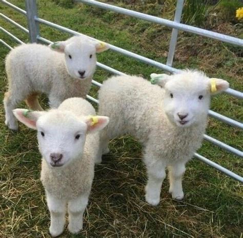 Just Three Beautiful Baby Sheep : r/Eyebleach