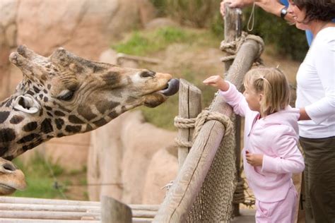 Zoo Feeding Giraffe