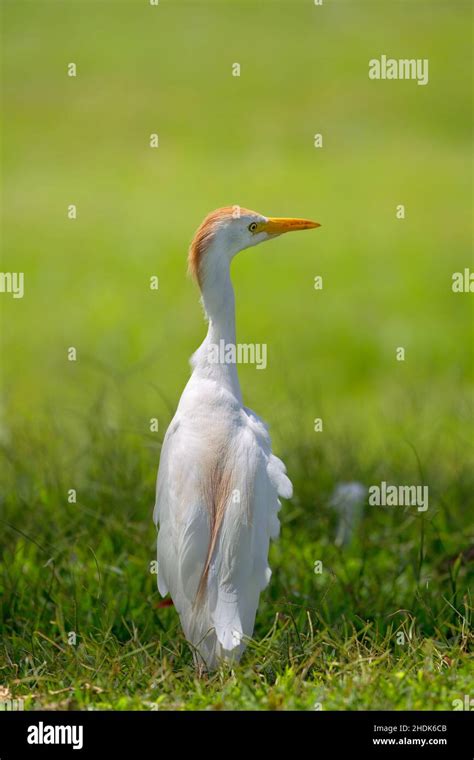 cow cattle egret, cattle egrets Stock Photo - Alamy