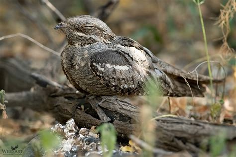 European Nightjar | Nightjars (Caprimulgidae) | Gallery | WildArt ...