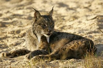 Iberian lynx Facts And Latest Images | All Wildlife Photographs