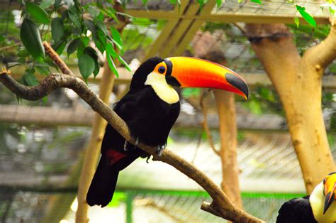 File:Riesentukan (Toco Toucan) Weltvogelpark Walsrode 2010.jpg - Wikipedia