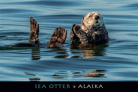 Sea Otter – Alaska – Postcard PC 133Mark Kelley | Mark Kelley