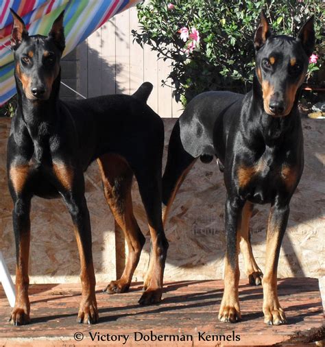 Victory Doberman Kennels | Doberman Pinscher Breeder | Chula Vista ...