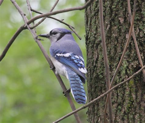 Graham's Birding Blog: Sites near Magee Marsh 15 - 19 May 2011