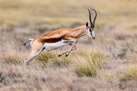 King of the Karoo | Desert ecosystem, Wildlife, Animals