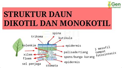 Struktur Daun Dikotil dan Monokotil, Lengkap! - YouTube