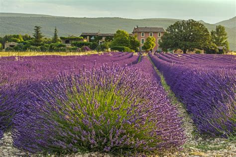 The Lavender Fields of Roussillon, France