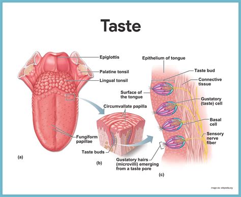 Special Senses Anatomy and Physiology - Nurseslabs