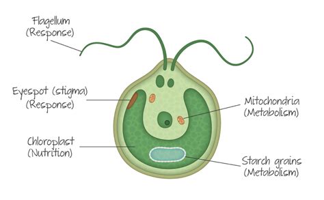 Biology practice set-unicellular Organisms Diagram | Quizlet