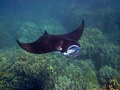 4,000+ Free Manta Ray & Sun Rays Photos - Pixabay