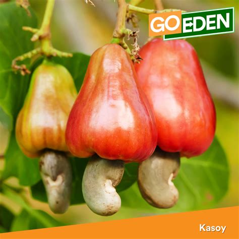 Kasoy - GoEden