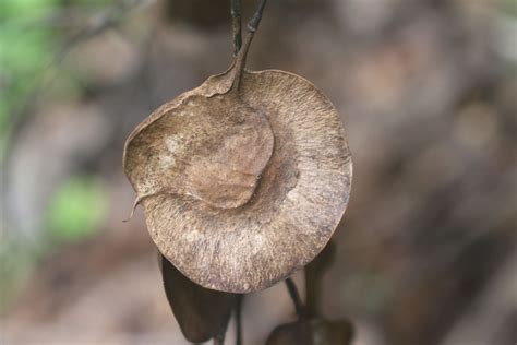 Pterocarpus indicus Willd. | Plants of the World Online | Kew Science