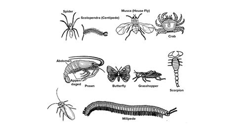 Mention any eight characteristics of phylum Arthropoda.