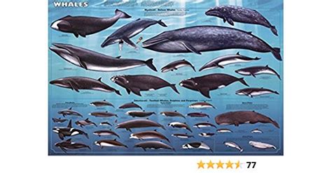 Laminated Whales Educational Chart Mammals Ocean Classroom Print Poster ...