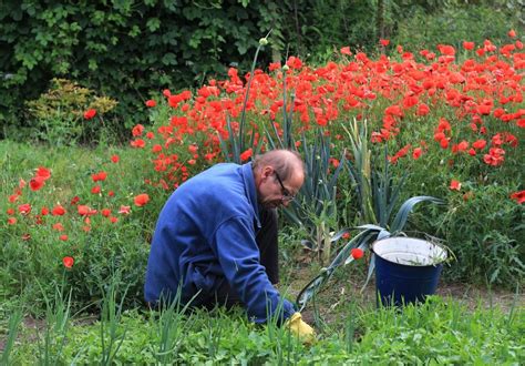 Best Natural Weed Control and a New Way to Look at Weeds - Turning the ...