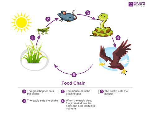 Ecosystem- Structure, Functions, Units and Types of Ecosystem (2022)