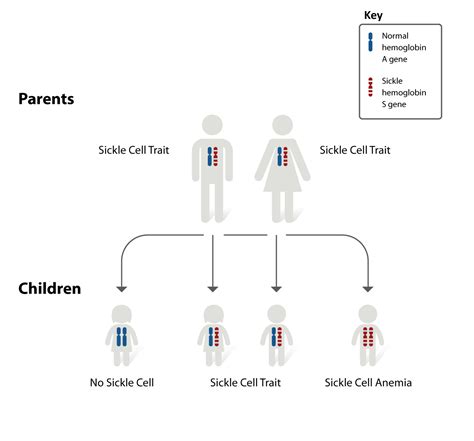 Sickle Cell Disease | National Heart, Lung, and Blood Institute (NHLBI)