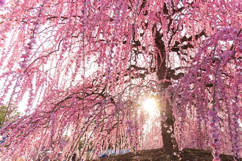 Plum Blossoms in Japan: Best Places to See 2025 - Japan Web Magazine