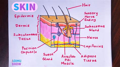 Simple Skin Layers Diagram