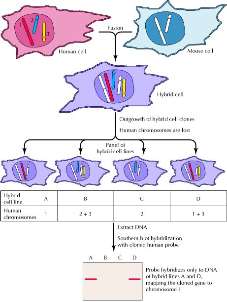 RETINOBLASTOMA: Somatic Hybrids