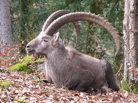 Alpine ibex - Wikipedia