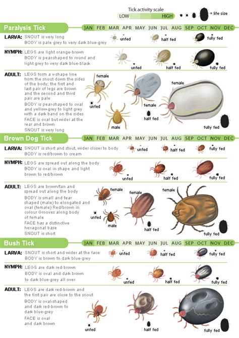 Ticks...FAQ-St Ives Veterinary Hospital