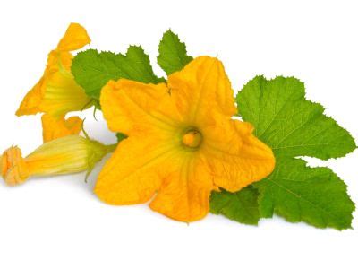 Learn Why Zucchini Blossoms Fall Off Plants