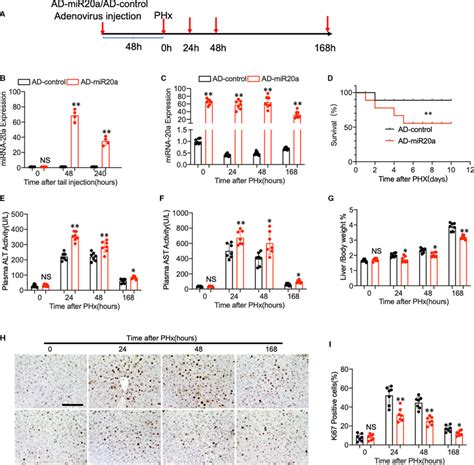 (A) Schematic diagram of mice PHx model. (B) Wild‐type C57BL/6 mice ...