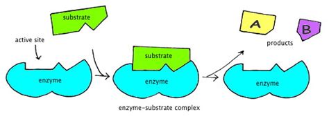 Enzymes and Reaction Rates