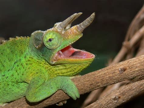 A Jackson's Chameleon stock image. Image of rhinoceros - 5183911