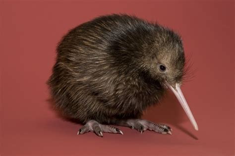 sad-baby-kiwi | Baby Animal Zoo