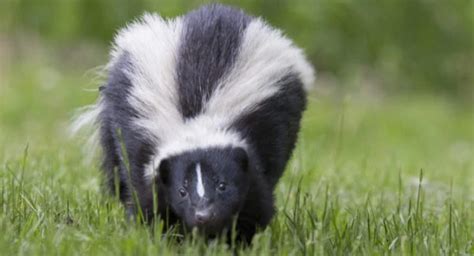 10 Best Skunk Repellents for Long-Term Control