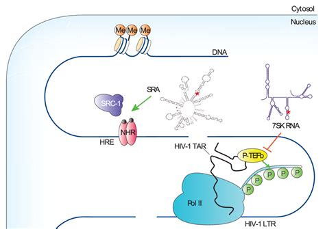 | Major spliceosome assembly and pre-mRNA splicing. The dotted lines ...