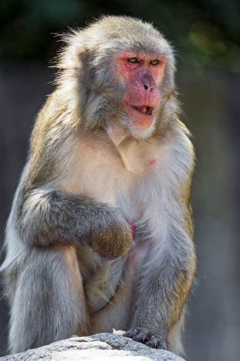 Japanese Macaque Pictures - AZ Animals