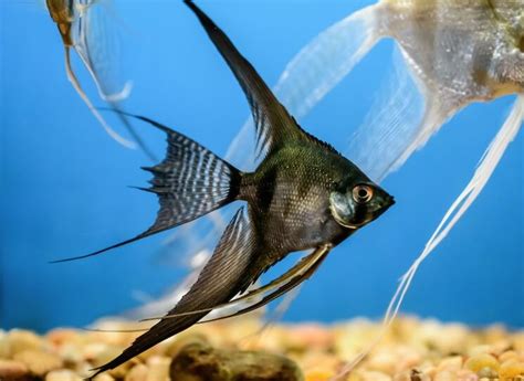 Top 17 Best Freshwater Angelfish (With Pictures) - Everything Fishkeeping