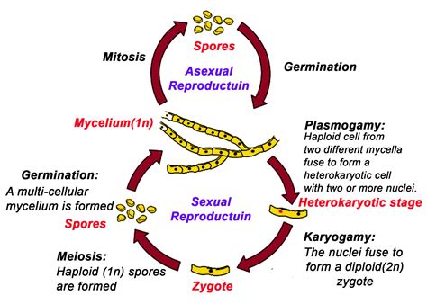 Haploid Fungi Life Cycle