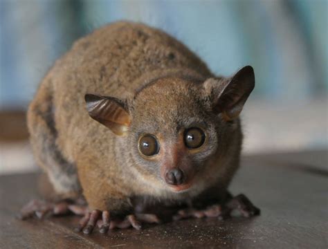 Bush Baby or Galago | Animals, Creature feature, Animals images