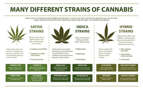 Whats the deal with Cannabis Indica vs Sativa vs Hybrid — ScrubtiousInc